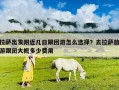 拉薩出發附近幾日跟團游怎么選擇？去拉薩旅游跟團大概多少費用